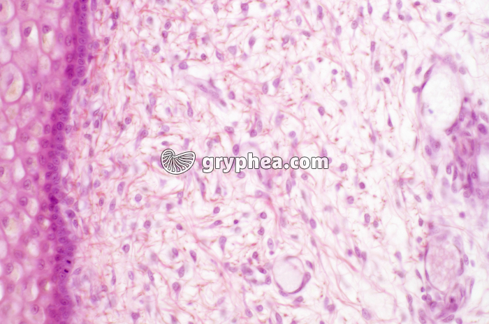 Tissu conjonctif lâche x40 - gryphea.com